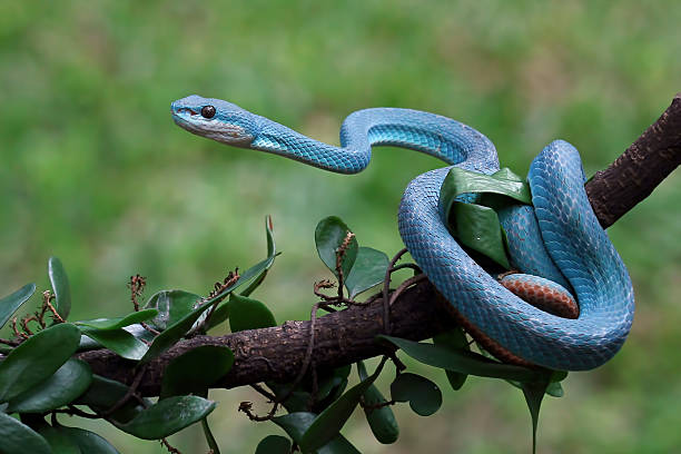 istock Blue viper snake insularis on a branch, trimeresurus Insularis 2212437983
