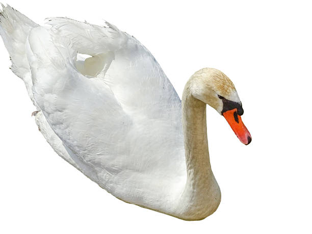istock White swan isolated on white background 2212438080