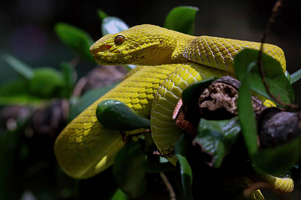 istock Yellow White-lipped Pit Viper on a branch, Trimeresurus insularis 2212438163