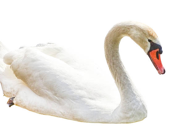 istock White swan isolated on white background 2212438176