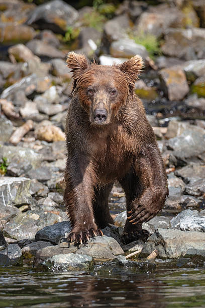 istock Bear charging down the rocks to jump into the water 2212440840