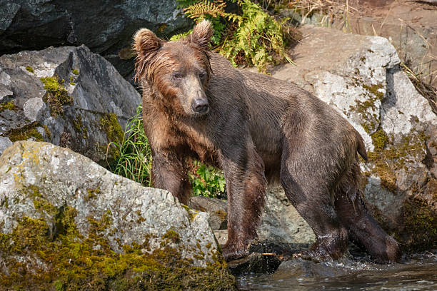 istock Bear on the rocks at a creek in Alaska 2212441015