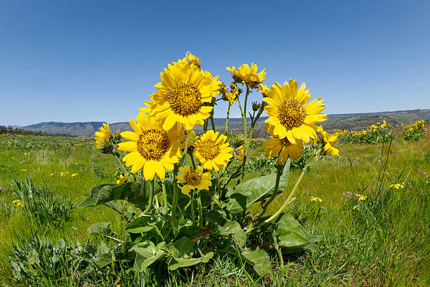 istock Balsam Root Wildflowers At Rowena Crest Overlook Oregon State 2212441072