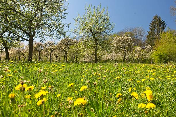 istock dandelion flowers on a meadow in springtime 2212441157