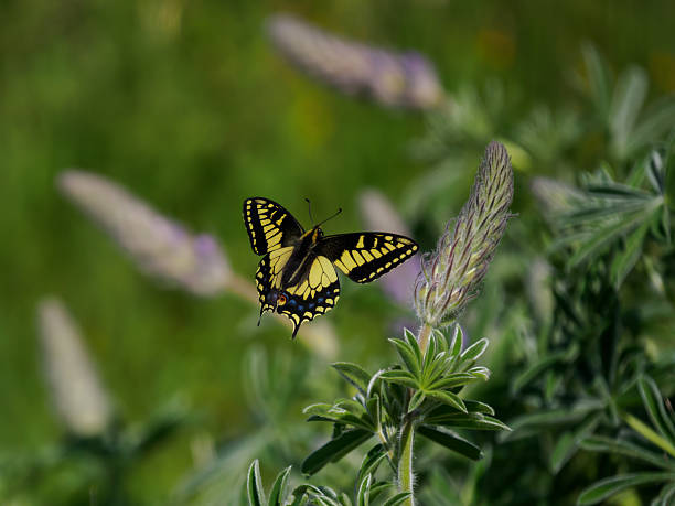 Anise swallowtail butterfly feeding on wildflowers in Oregon. These add to the beauty found at Rowena Crest Overlook in the Columbia River Gorge.