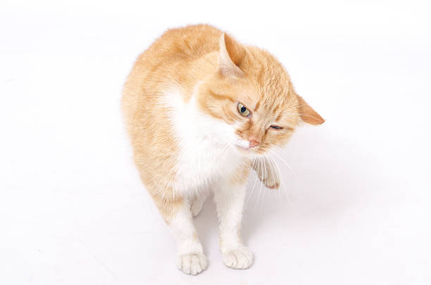 istock Beautiful red cat on a light background 2212441711