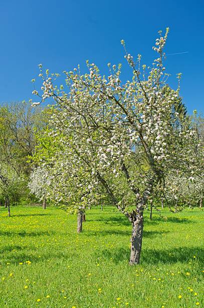 istock flowering orchard meadow in spring near forester's house Willrode in thuringia 2212441727
