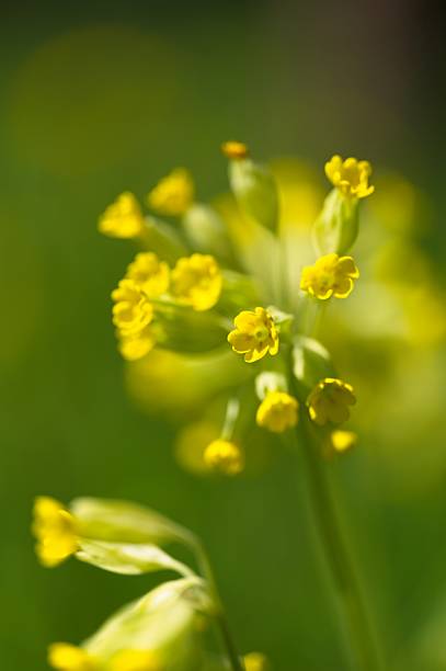 primrose on black
