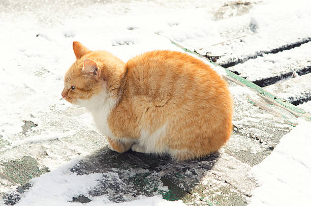 Red cat sitting on a wooden board in winter