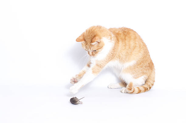 istock red pet cat playing with a gray mouse on a white background 2212441924