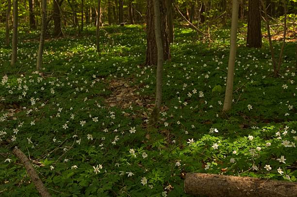 istock wood anemone flowers in a forest 2212441926