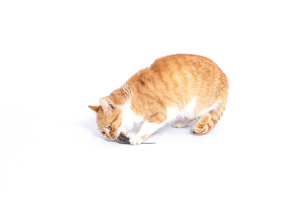 istock red gray pet cat eats the mouse on a white background 2212441932