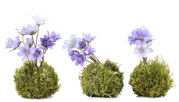 istock First spring flowers,  Anemone hepatica on natural green moss balls isolated on white background. 2212443499