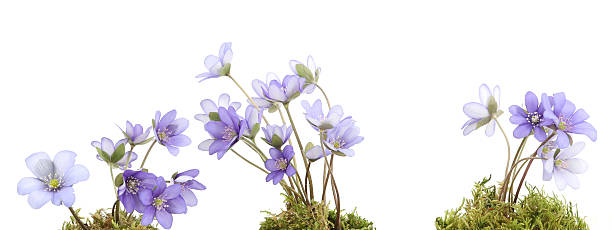 istock First spring flowers,  Anemone hepatica on natural green moss isolated on white background. 2212443531
