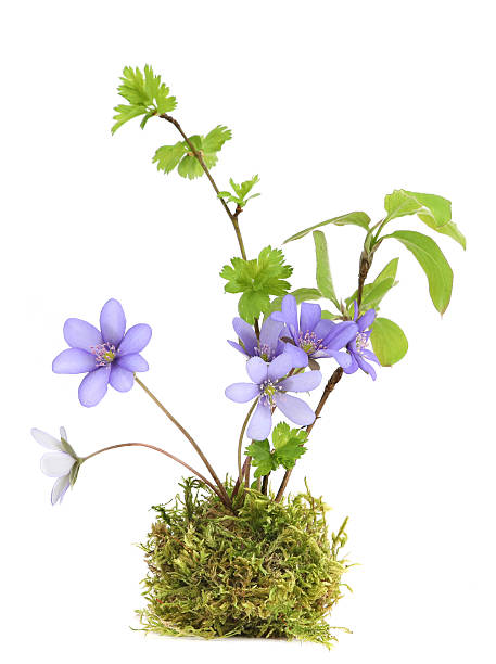 istock First spring flowers,  Anemone hepatica on natural green moss balls isolated on white background. 2212443534
