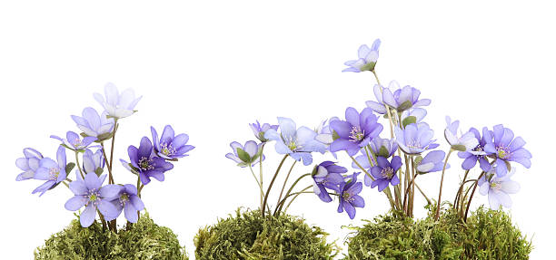 istock First spring flowers,  Anemone hepatica on natural green moss isolated on white background. 2212443541