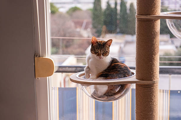 istock Cat Sitting in Transparent Hammock on Indoor Cat Tree 2212445130