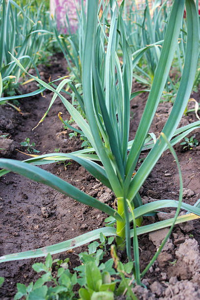istock Rows of fresh garlic plants in the field 2212445178