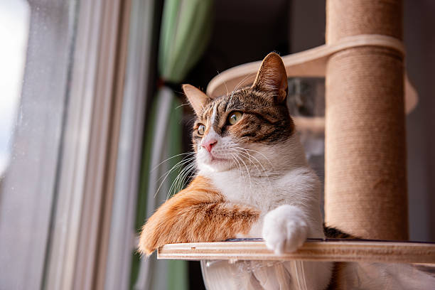 istock Relaxed Cat Gazing Out of Window from Cat Tree 2212445267
