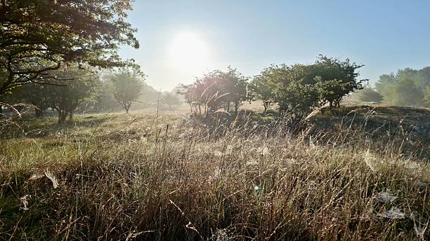 Amsterdamse Waterleidingduinen. Dutch nature reserve; protected nature reserve with characteristic dune grasslands, moist dune valleys, shifting dunes and scrub.