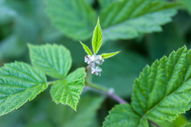 Raspberry plants are growing in the garden. Light green and dark green leaves of raspberry plants. Young green leaves of raspberry plants. Natural green background.