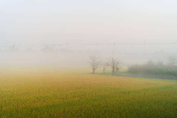Low angle view capturing fog enveloping a rice paddy field, with bare trees and bushes emerging in the background alongside power lines, creating a serene rural atmosphere at dawn