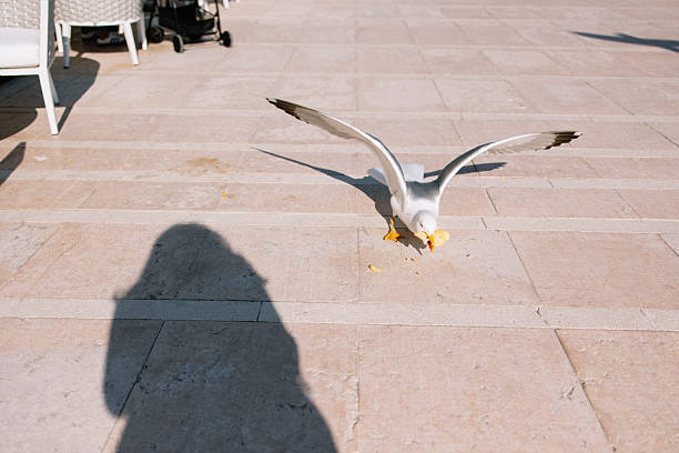 Seagull eating stolen food