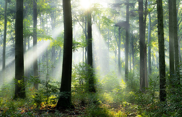 istock Beautiful sunny morning in magic forest 2212447098