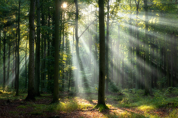 istock Beautiful sunny morning in the forest 2212447115