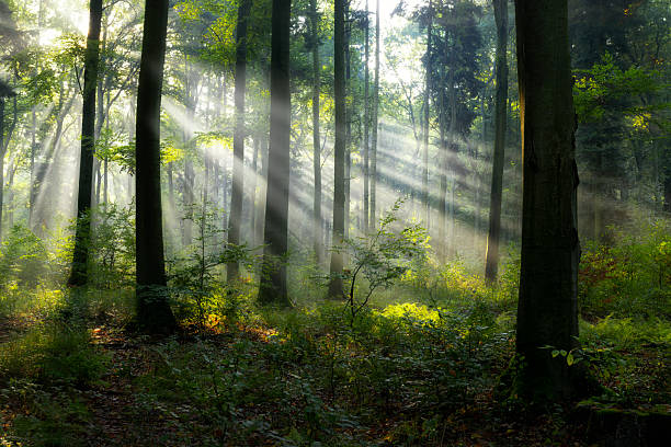 istock Beautiful sunny morning in the forest 2212447123