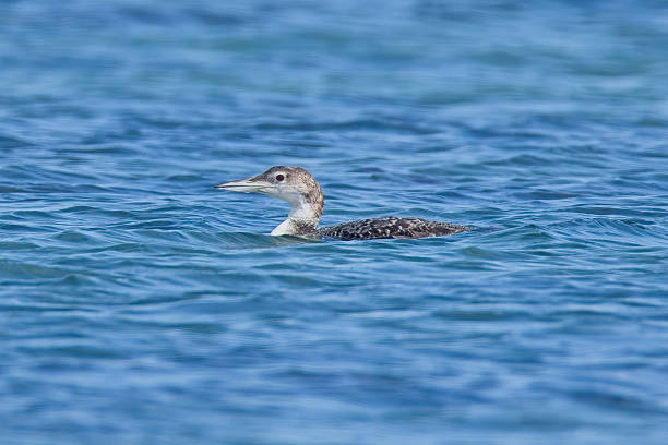 Great Northern Diver in winter plumage