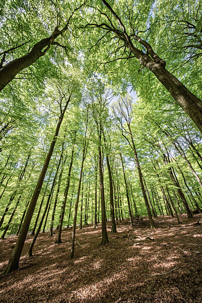 istock A Lush Green Forest Filled with Tall Trees Beneath a Bright Blue Sky on a Beautiful Day 2212448148