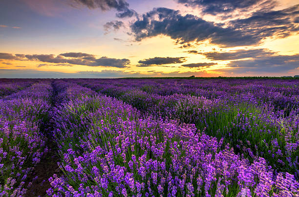 istock Beautiful lavender field sunset landscape 2212448443