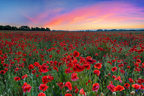 istock Beautiful poppy field during sunset 2212450028