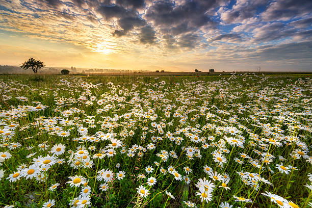 istock Beautiful summer sunrise over daisy field 2212450109