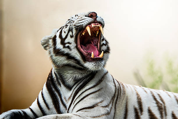 istock A white tiger yawns dramatically, showing its sharp teeth in a high-contrast, shallow depth-of-field portrait 2212450771