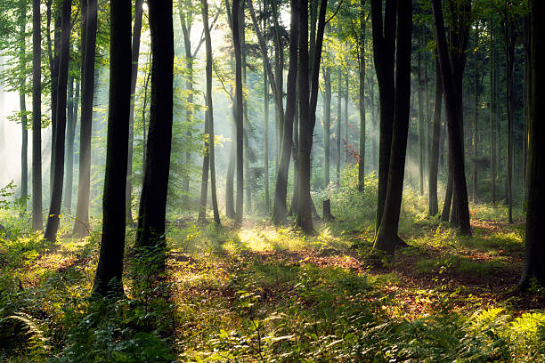 istock Beautiful sunny morning in magic forest 2212452119