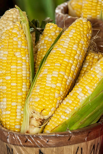 Ears of Sweet Corn in a Basket