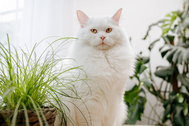 istock White fluffy cat eats cat grass. Vitamins for domestic cats 2212452942