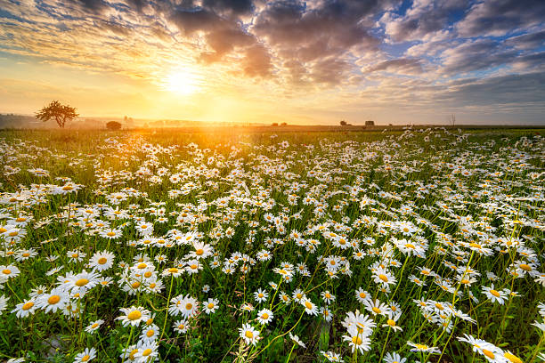 istock Beautiful summer sunrise over daisy field 2212453065