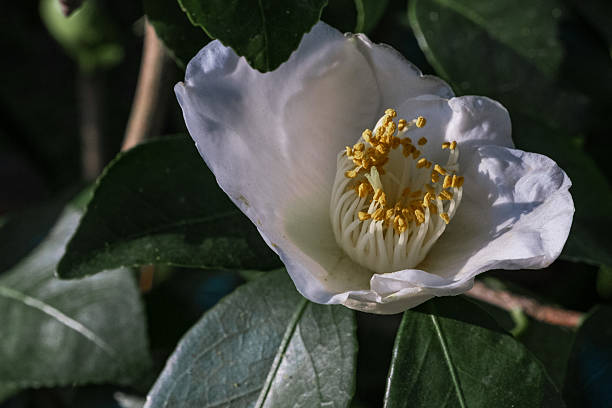 istock White Camellia flowers 2212453238