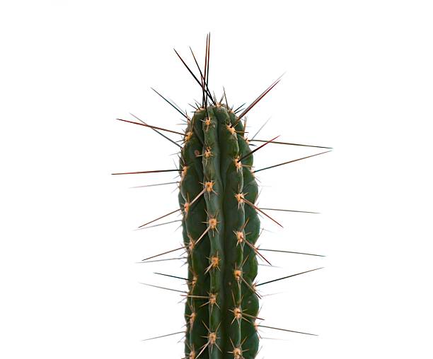 istock Close-Up of Cactus Spines 2212455370