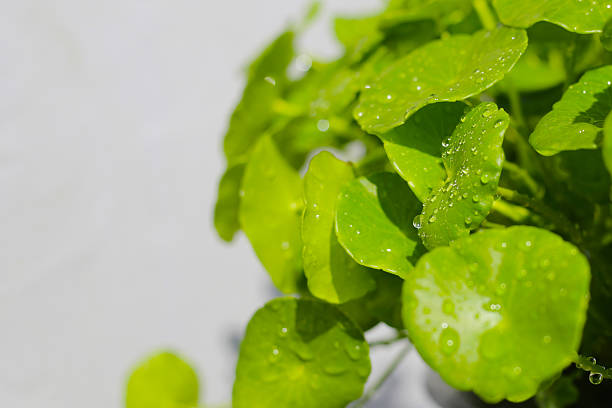 istock Centella asiatica leaves, covered in water droplets. 2212456693