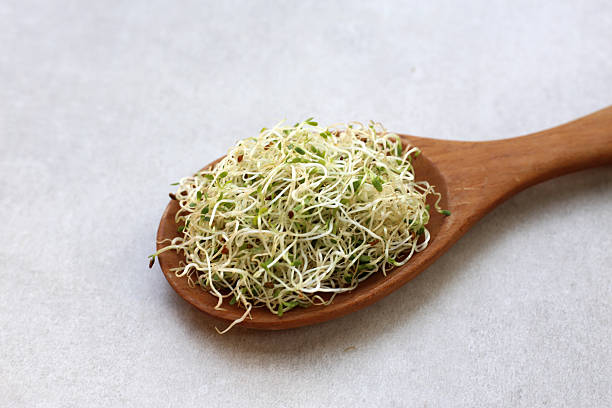 istock Fresh green sprouted alfalfa seeds 2212457000