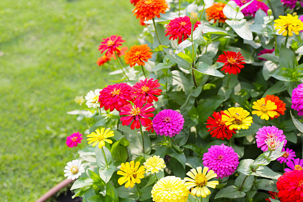 istock Colorful zinnias in full bloom 2212457109