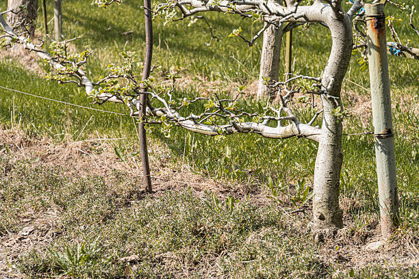 istock A tranquil vineyard scene in early spring or summer, featuring a young apple tree in the foreground with vibrant green leaves Multiple rows of older apple trees stretch into the distance The backdr 2212457417