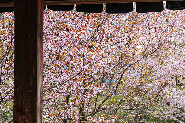 Springtime scene with thatched-roof structure in oriental or traditional style, framed by blossom-filled trees Soft lighting creates a serene ambiance, with predominantly earthy tones and occasional