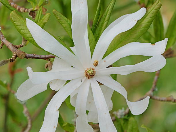 istock Star Magnolia in Full Bloom 2212458459