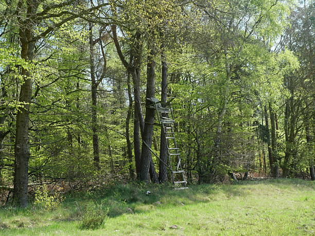istock Hunting Stand - Ruined Hunting Stand at Forest Edge 2212459010