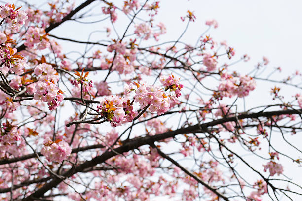 istock Branches of sakura flowers, cherry blossom 2212459179